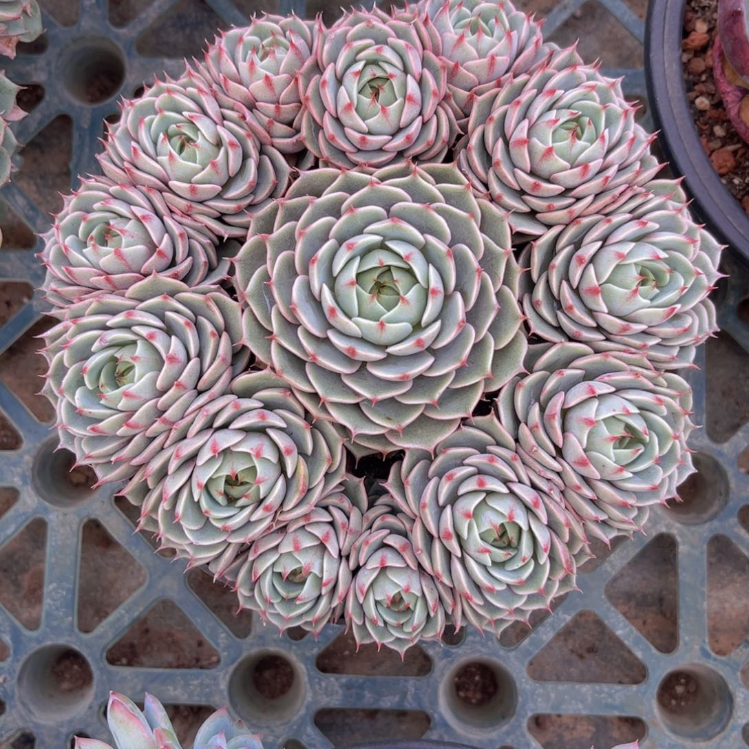 本吧手捧999999999