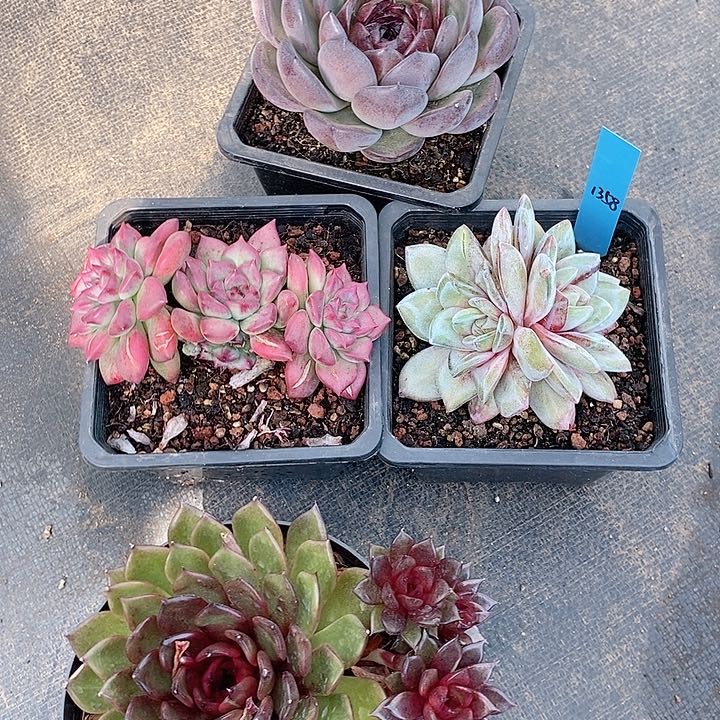 依*1358多肉植物老桩