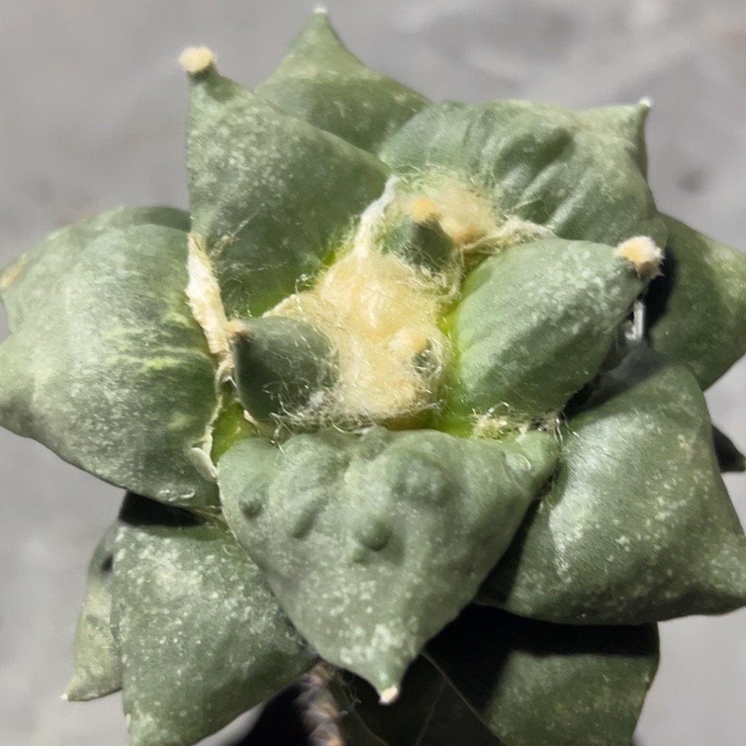 503 仙人球的比赛将于