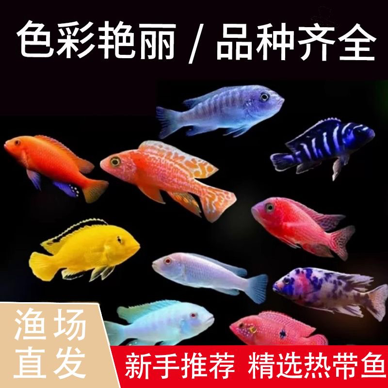 【直播同价】三湖瓷雕不分公母7-10公分