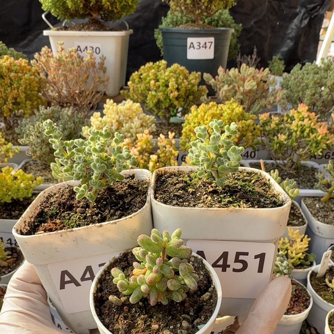 .***A450白虎班锦438 451超级莱斯