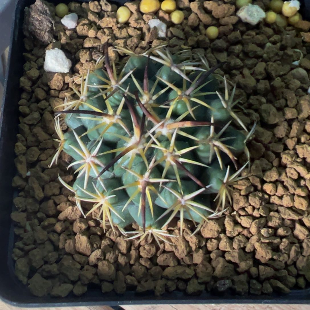 327实生根多肉植物带盆土