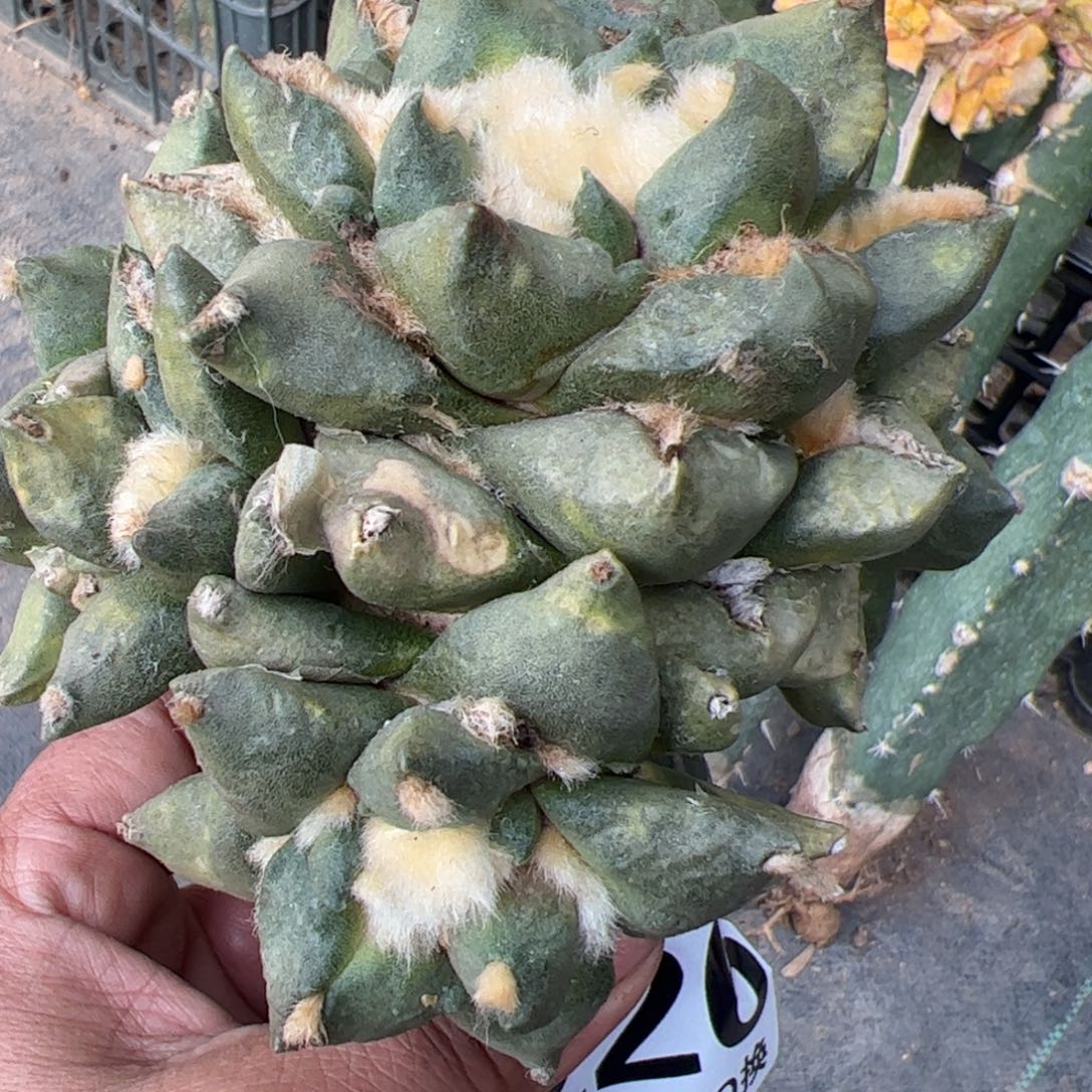 福利牡丹锦群仙人球226