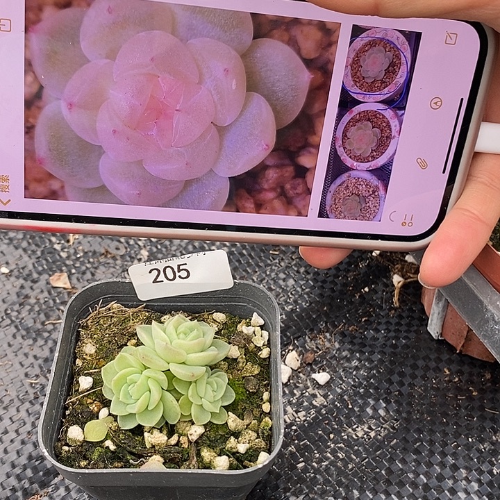 标205粉财富群一个