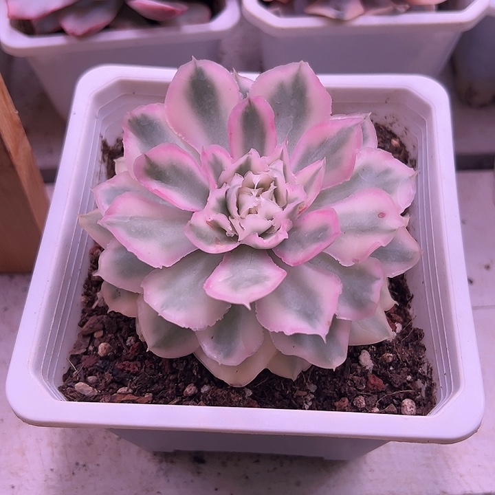 紫蝴蝶锦多肉植物