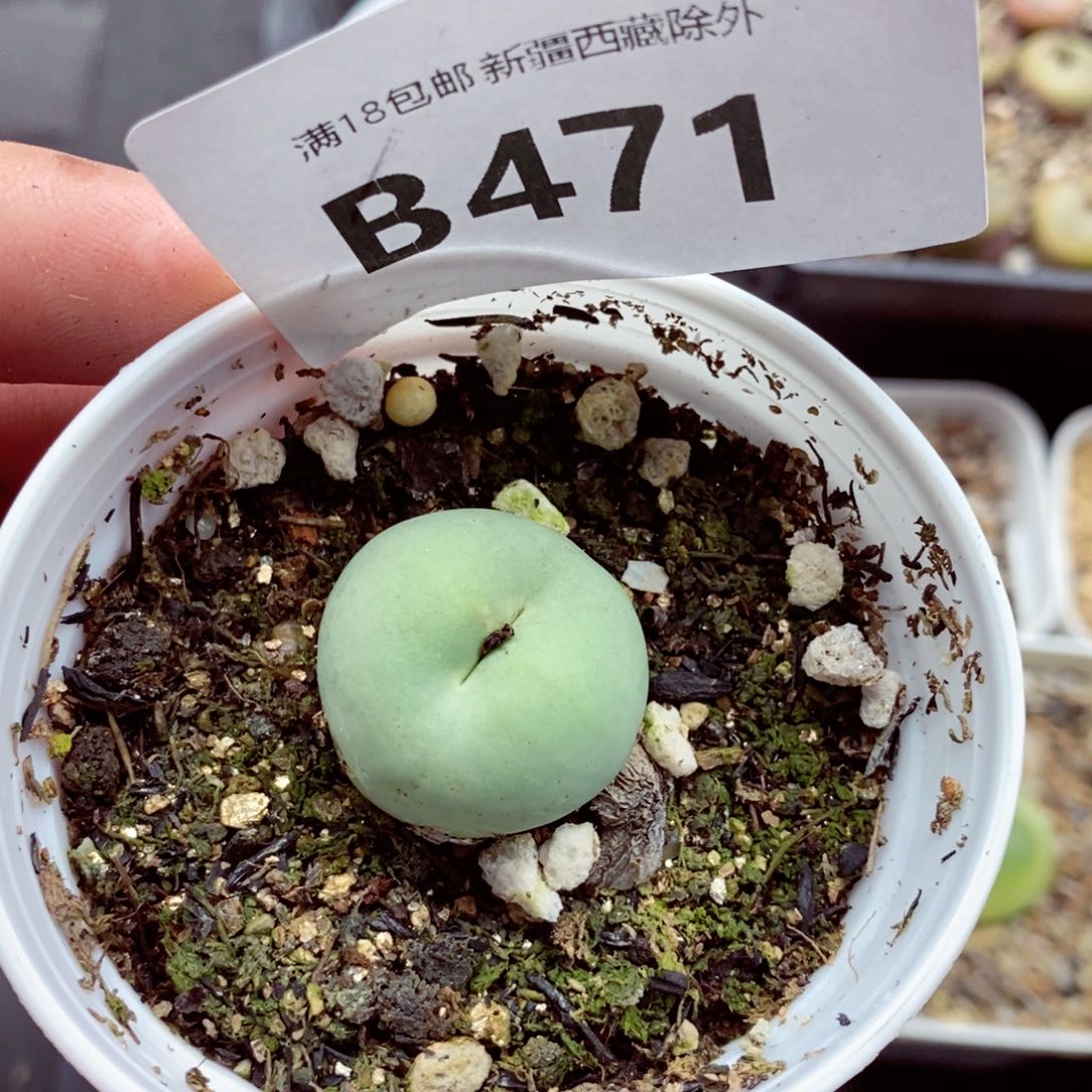 我的小姐姐们都是我的471