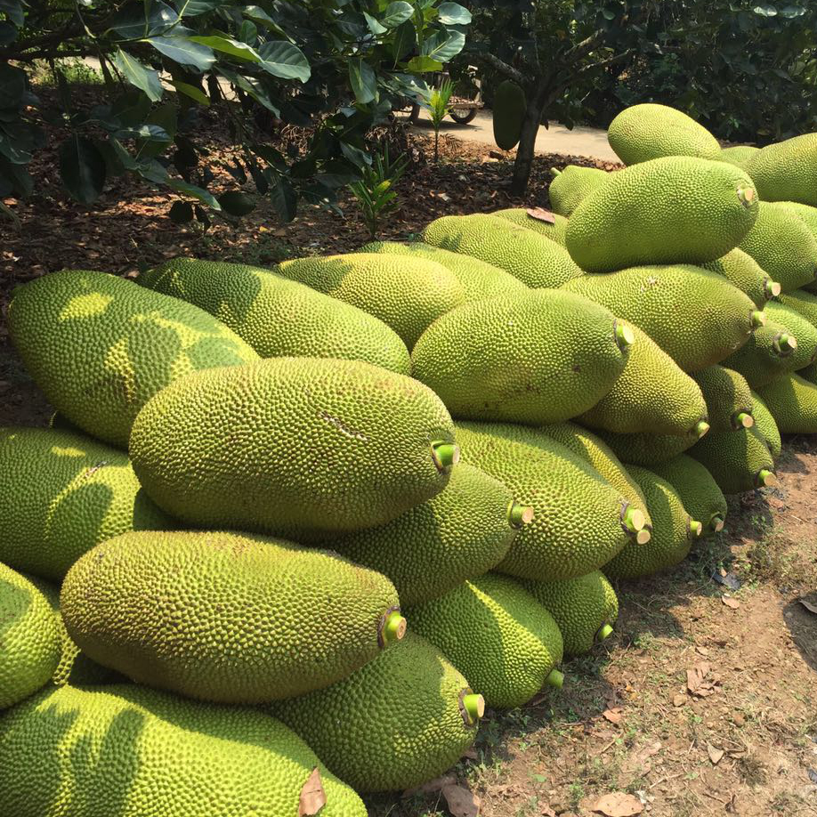 现拔现卖大个黄肉菠萝蜜一盒新鲜水果