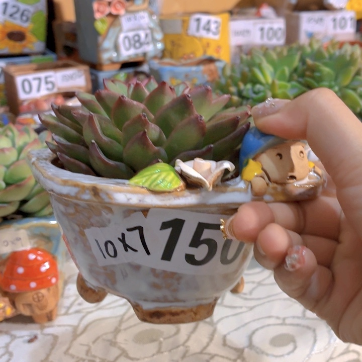 多肉花盆满15包邮