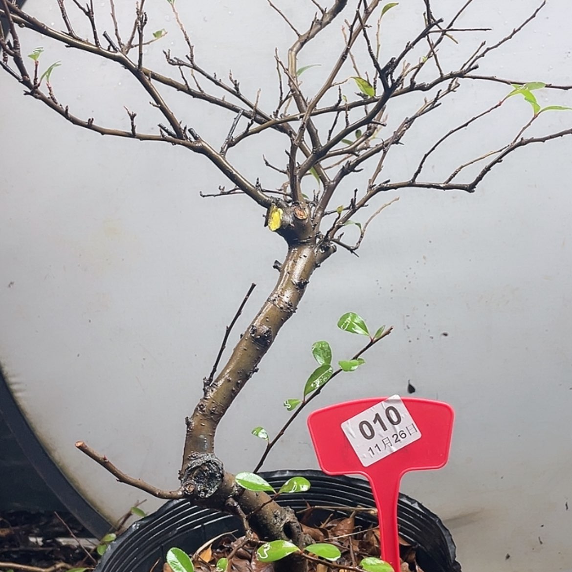 【闪购商品】无花朵010