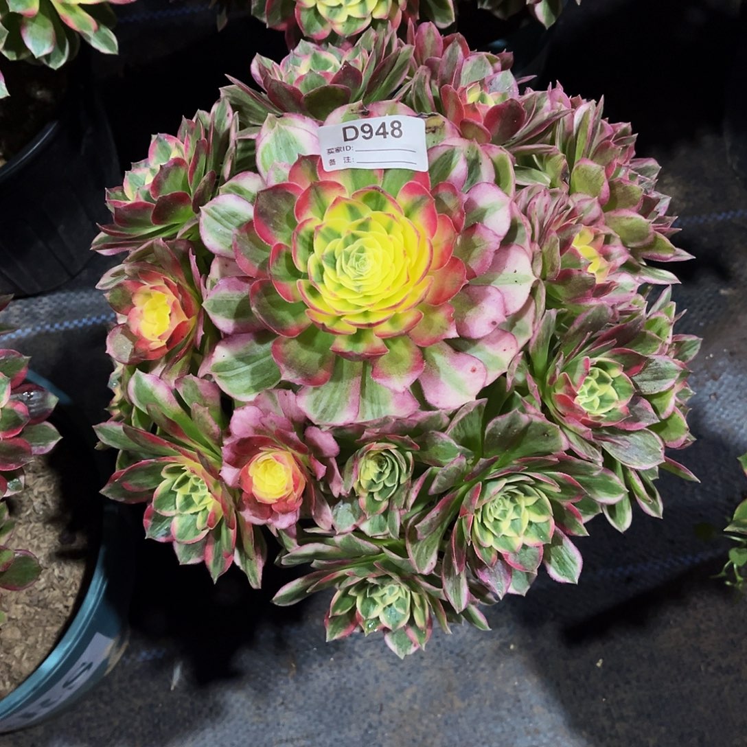 完全开放多肉植物948海鲜