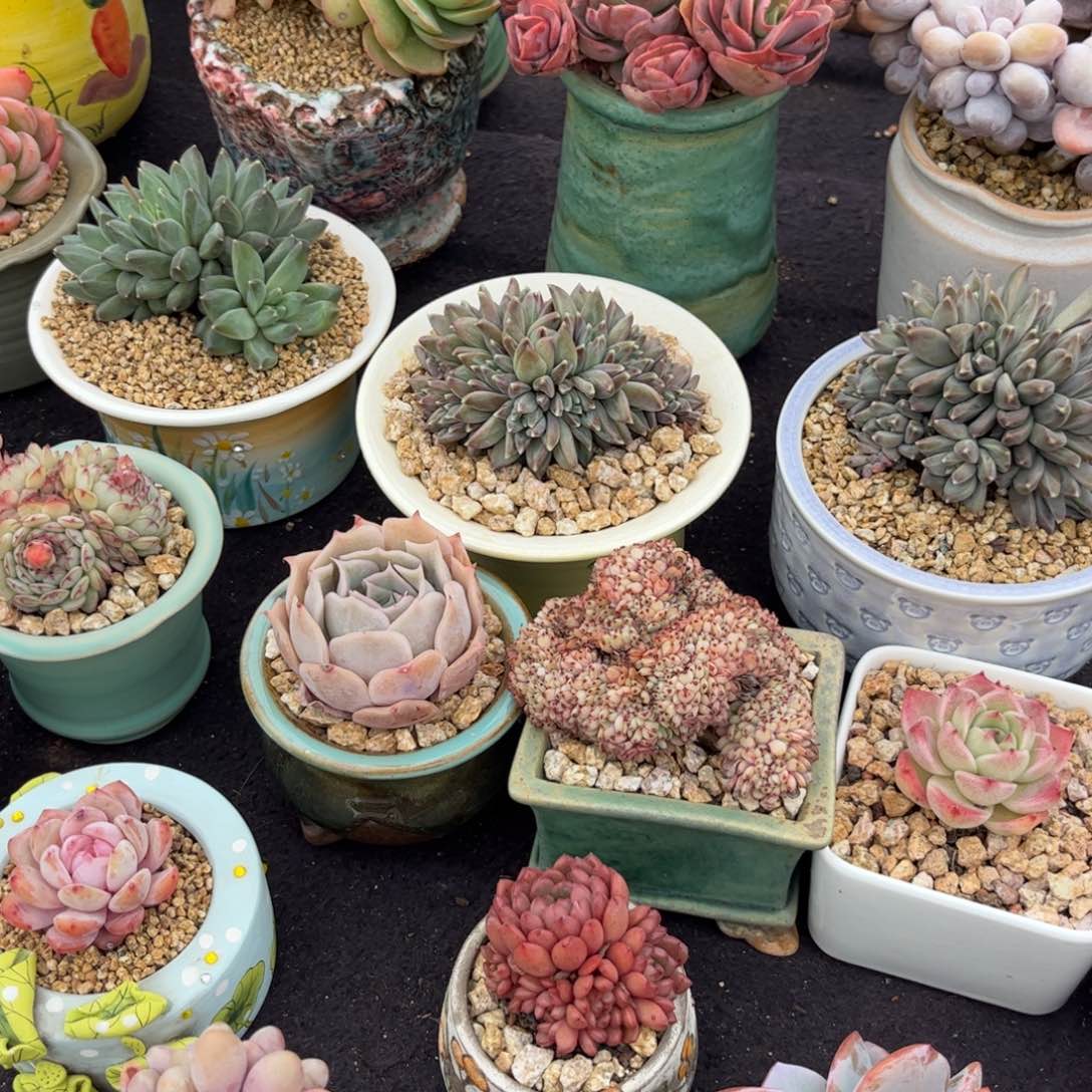 柒*多肉植物11补差价