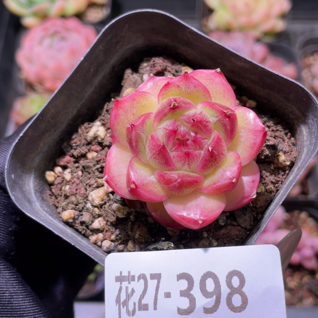 花利美27-398麦秆