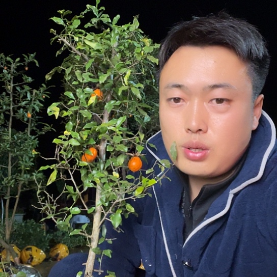 无花朵金弹子庭院原生品种