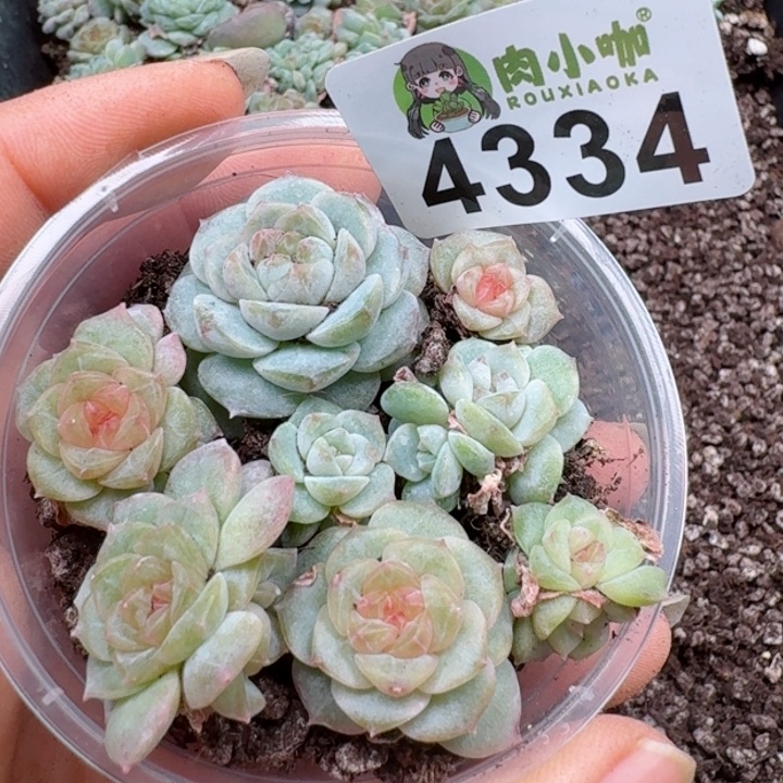 多肉植物多肉植物