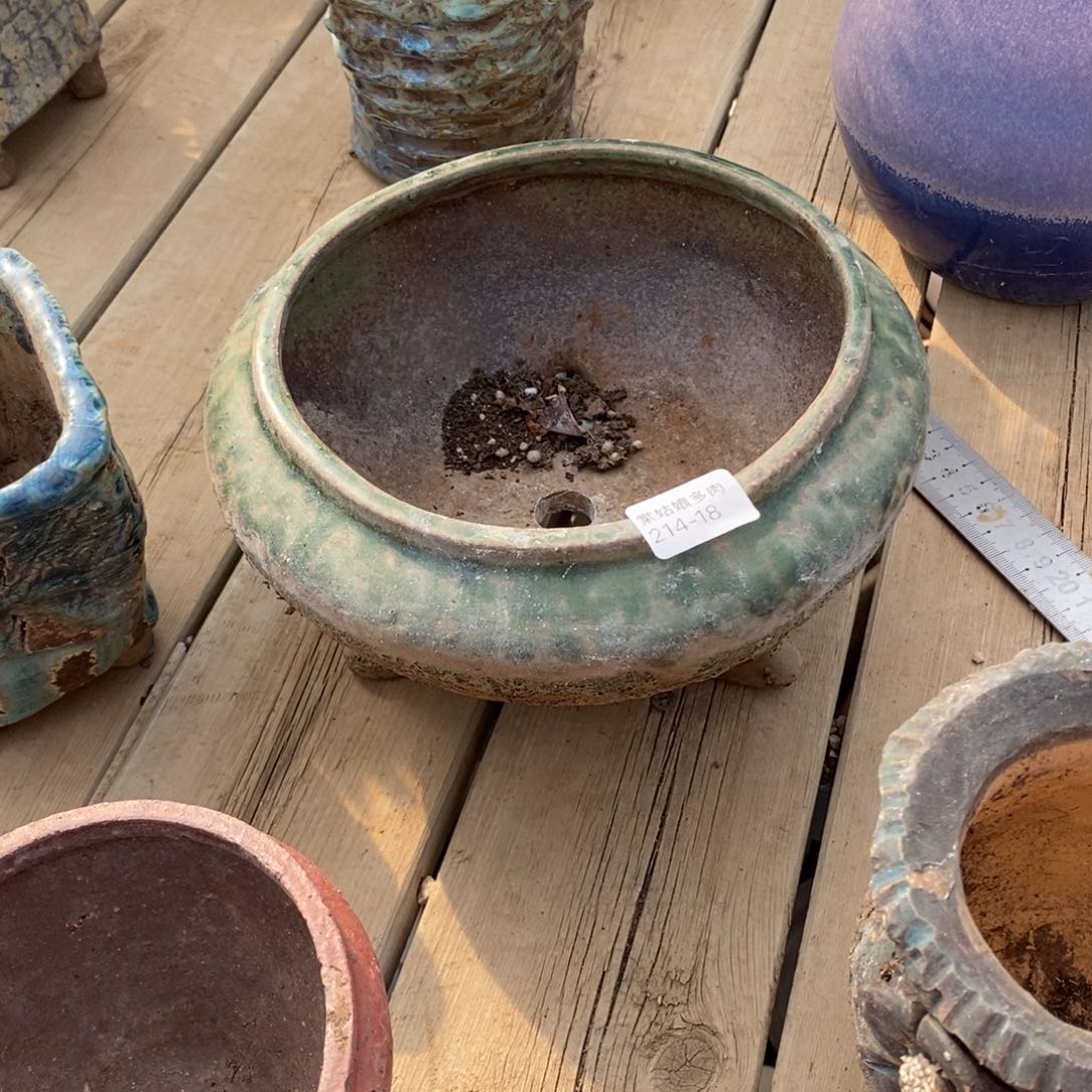 红陶开**你18号多肉哦一个呀