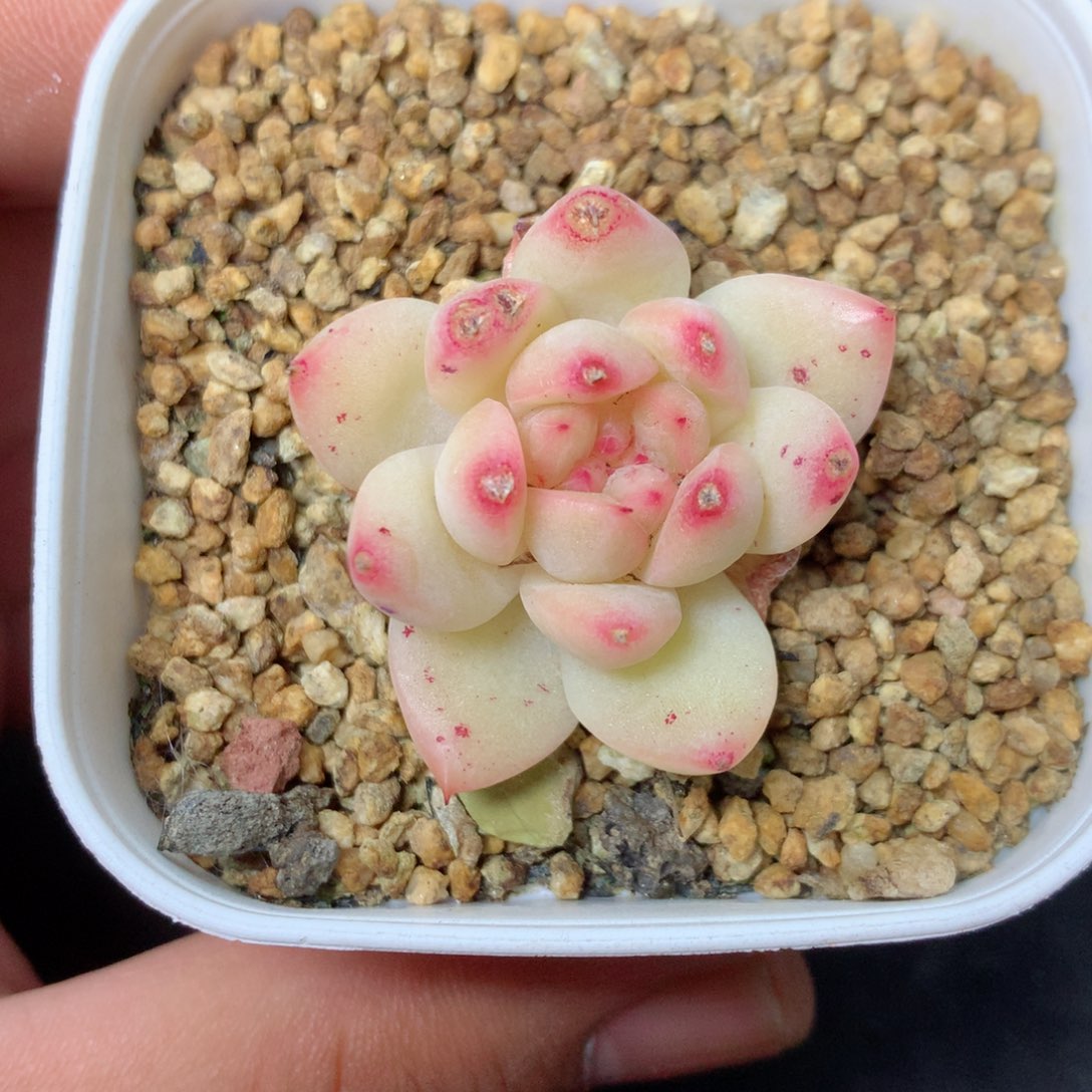 【闪购商品】2精品多肉一物一拍