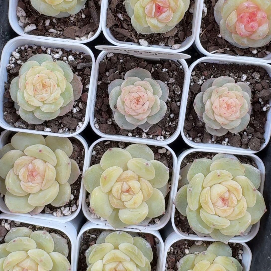 1222-01-芳草一一颗量拍