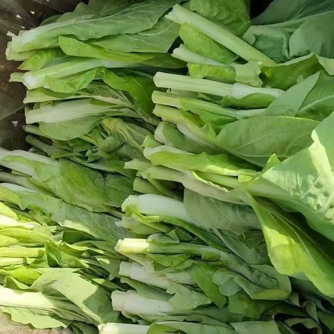 【优品助农】农家露天种植白菜苔3斤