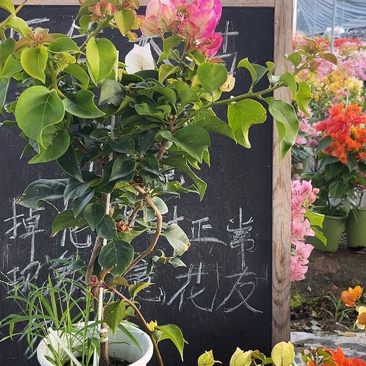 完全开放三角梅雷克多