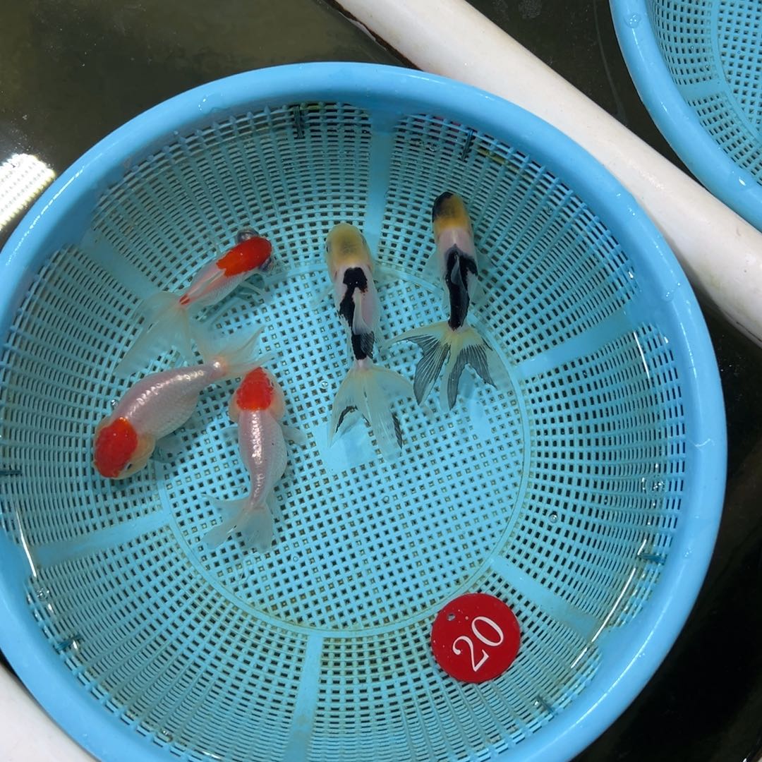 米***屋金鱼20号。黑白2条25 虎2条 20