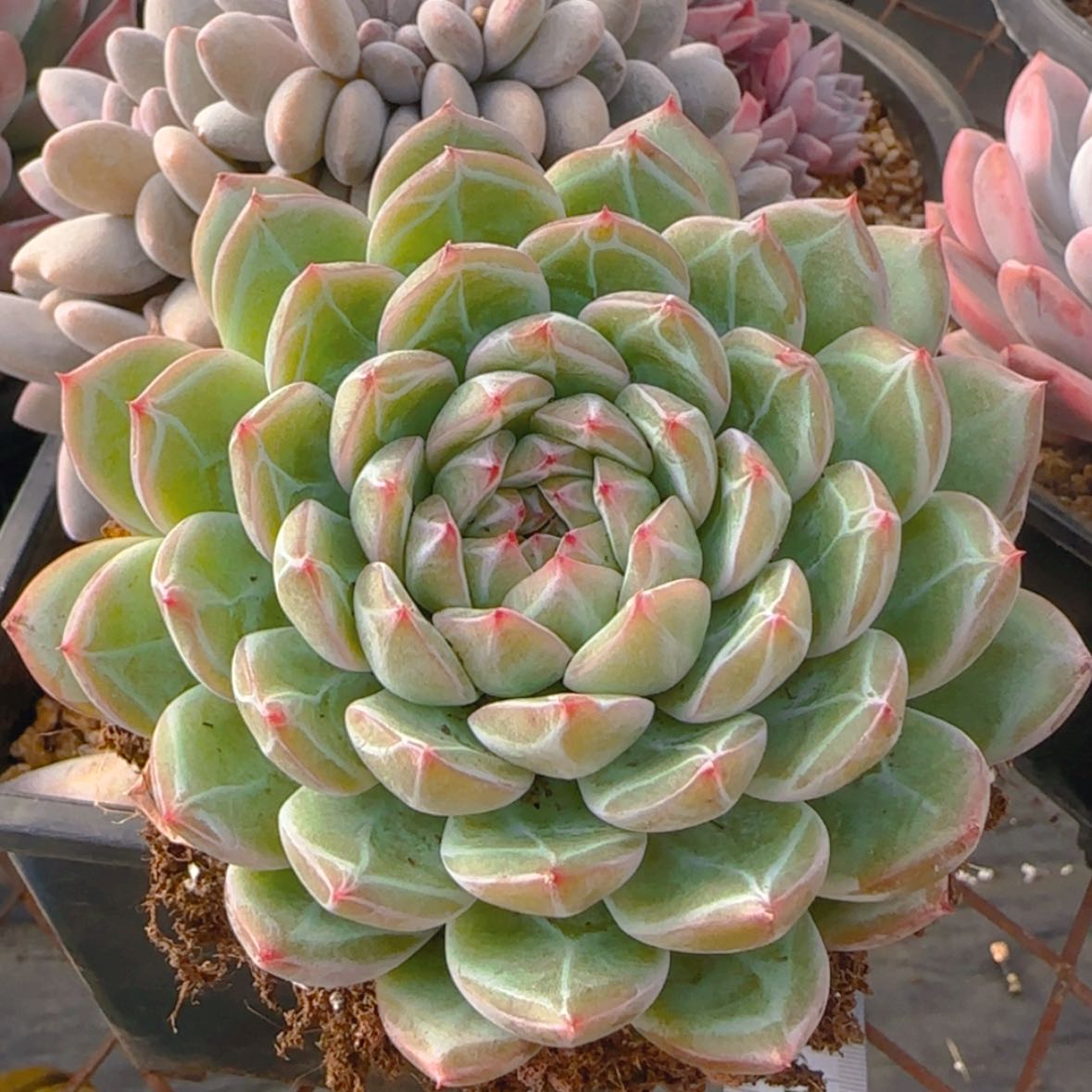 【闪购商品】小雪花珍妮9.9