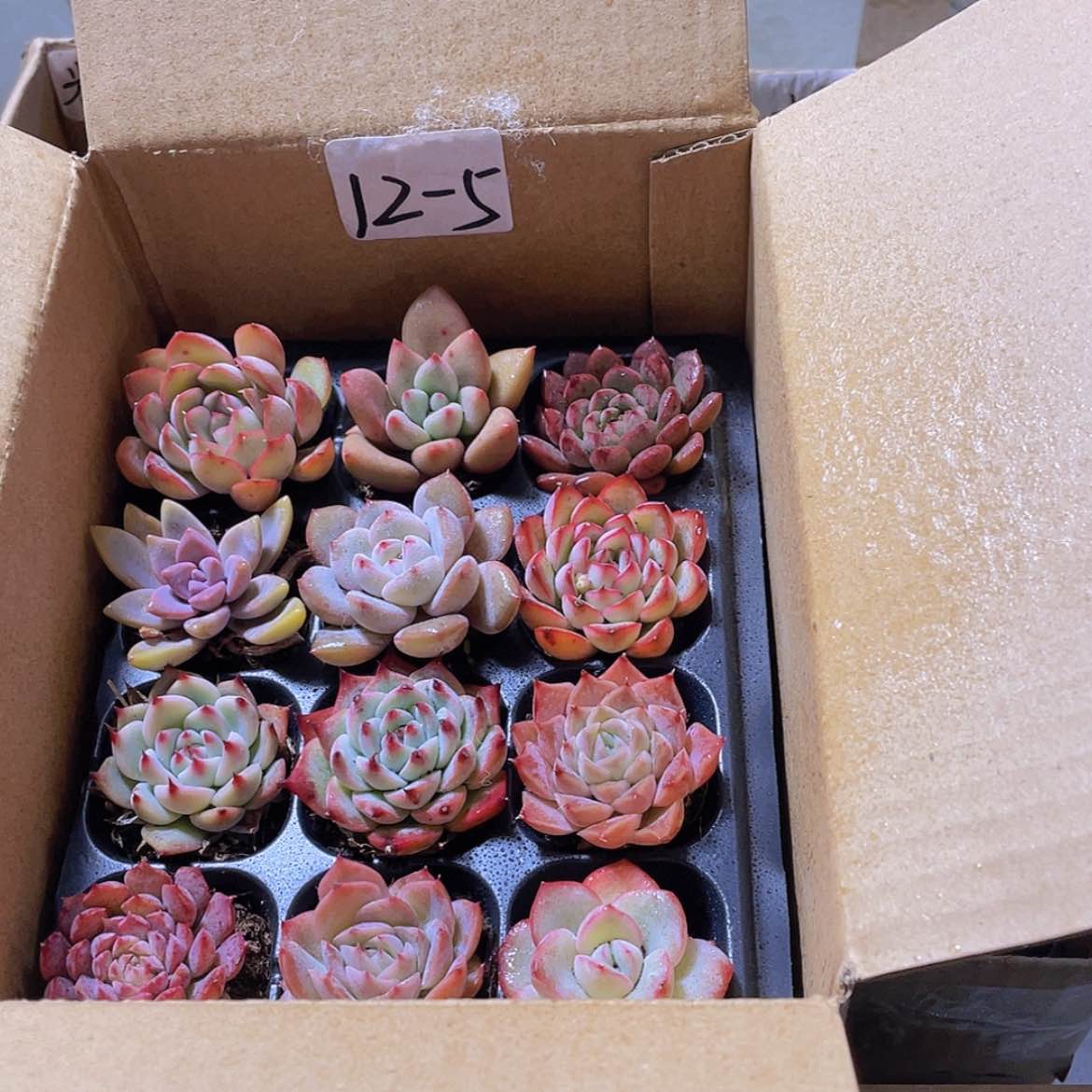 【闪购商品】12颗-5