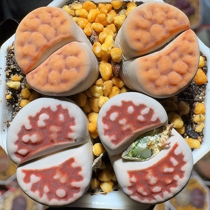 生石花112222。  219