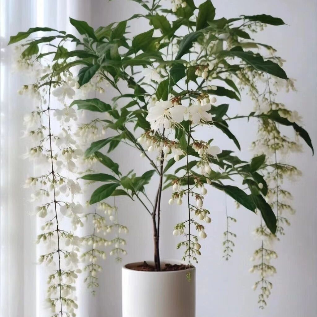 垂丝茉莉花盆栽花苞阳台绿植室内四季开花大苗吊植物花卉