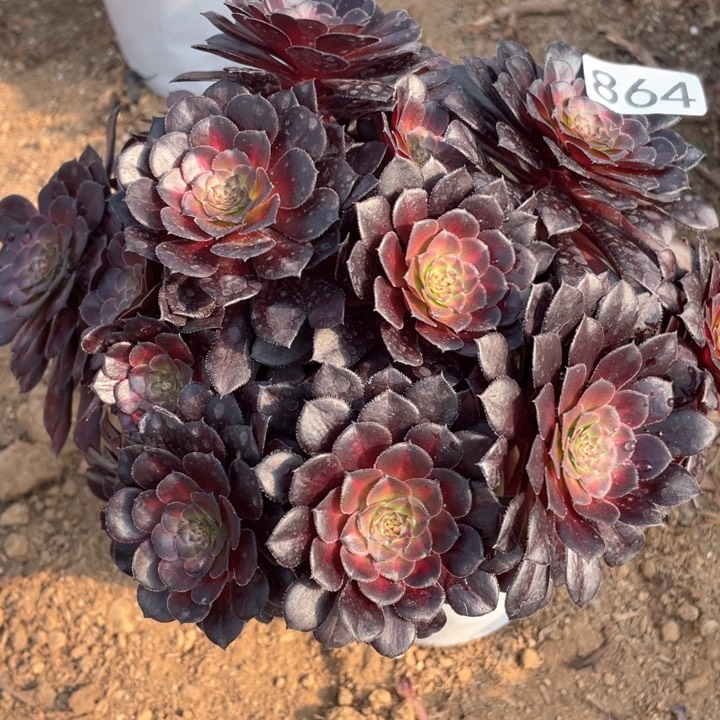 多*864多肉植物黑铜中斑