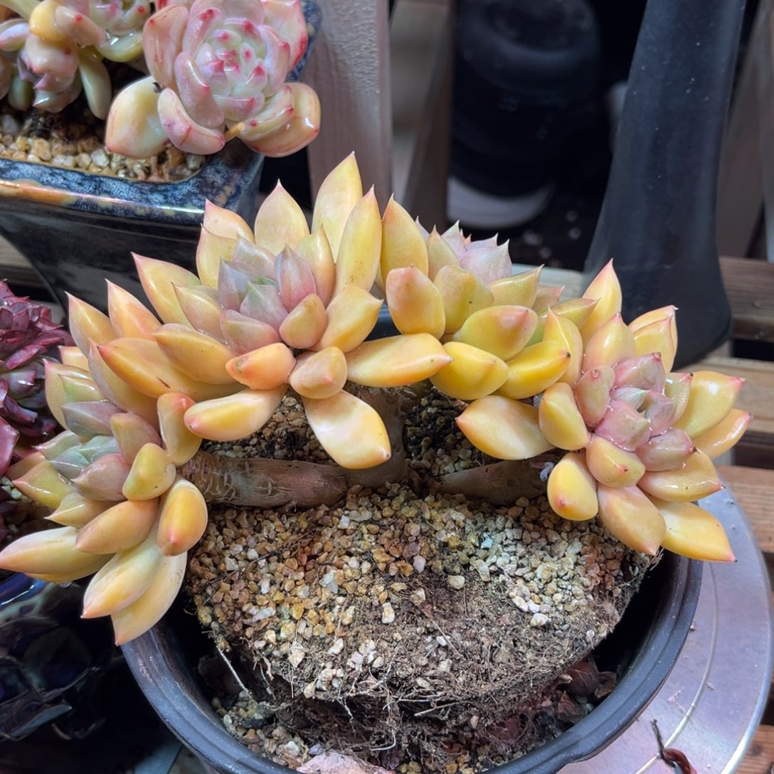 红象牙朵朵duonvnvnvnv