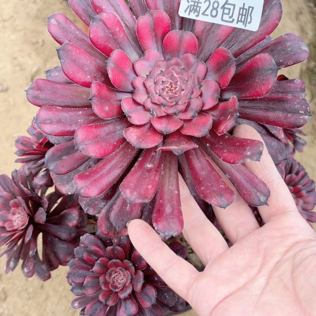 2066红茶多肉11111