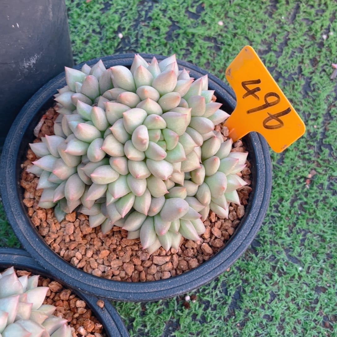 梦*?496fggjjjjjjjjj