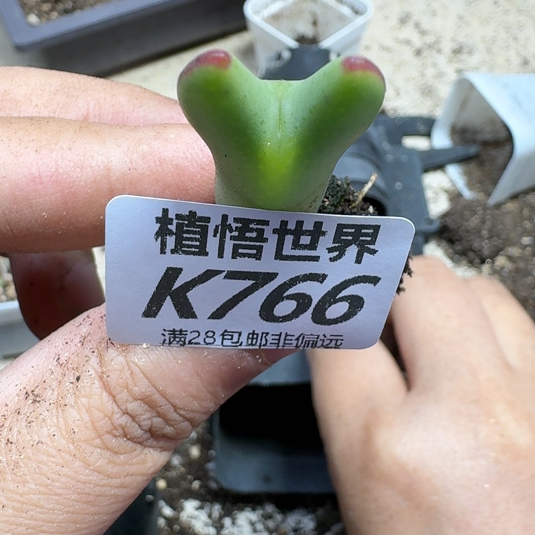 多肉植物的是rgnn