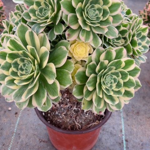 多肉植物迈巴赫锦。