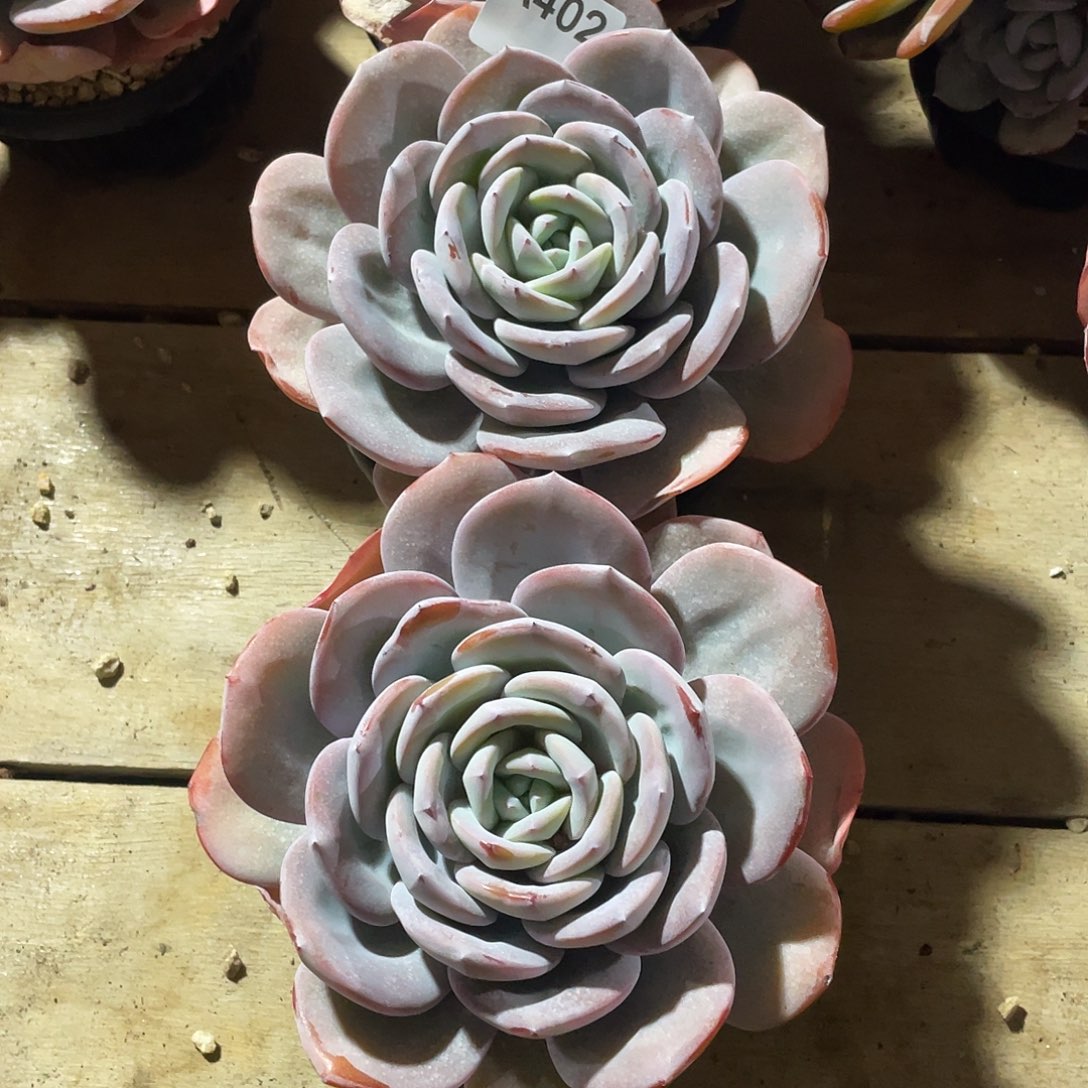 纯***璃402多肉植物多肉植物