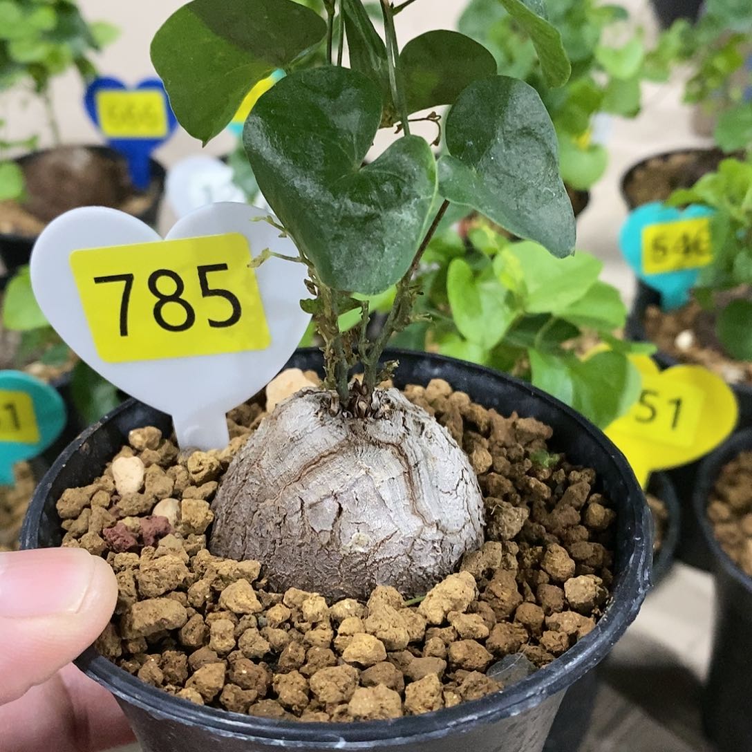 南非龟甲龙龟甲龙