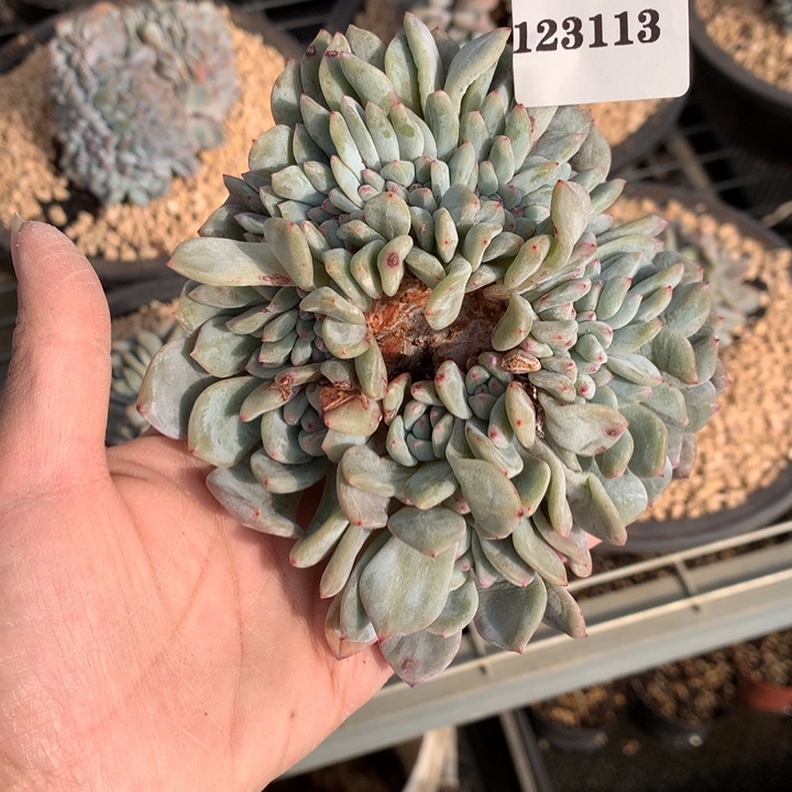 家***贝123113缀嗯嗯嗯嗯嗯加油