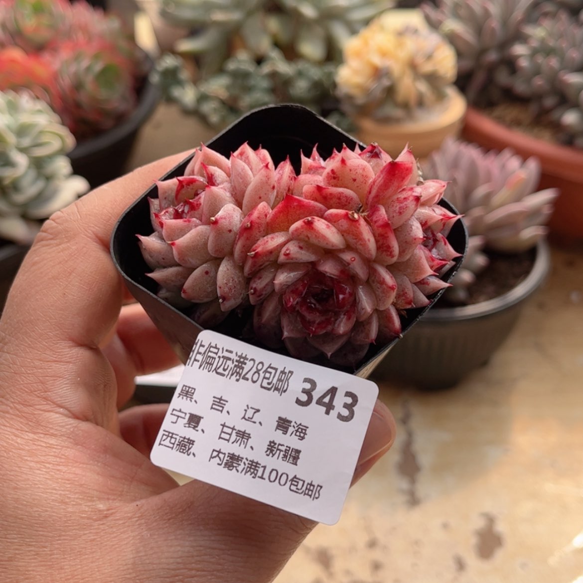 【闪购商品】343糖心天鹅绒