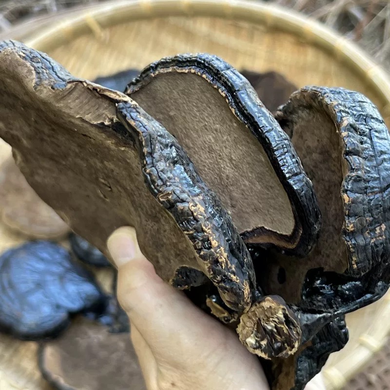 高山采摘无柄黑灵芝泡水泡酒