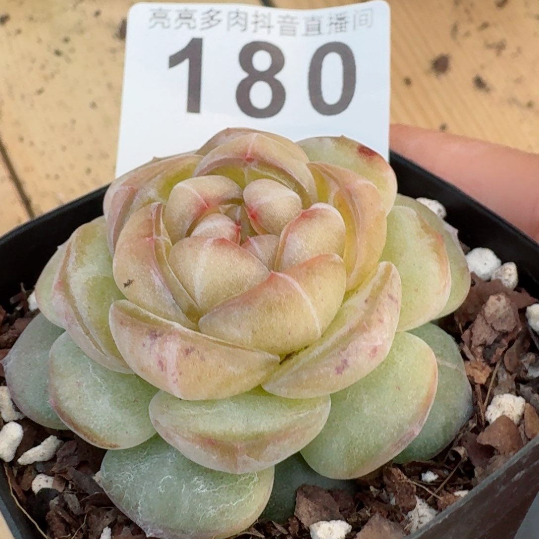 嫦娥         精品多肉