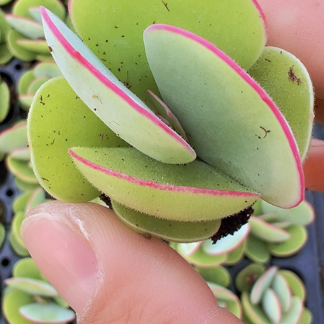 白眉苗5颗19包邮多肉