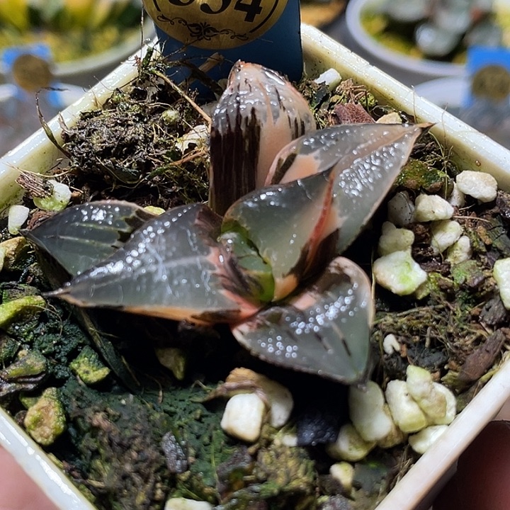 534白凤锦特选福利