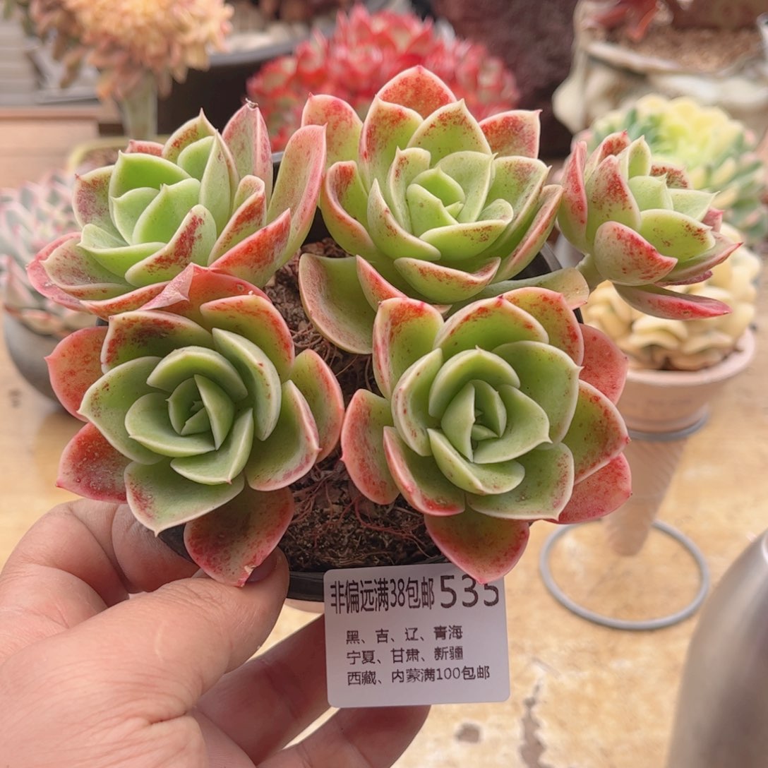 535星娜塔德华多肉