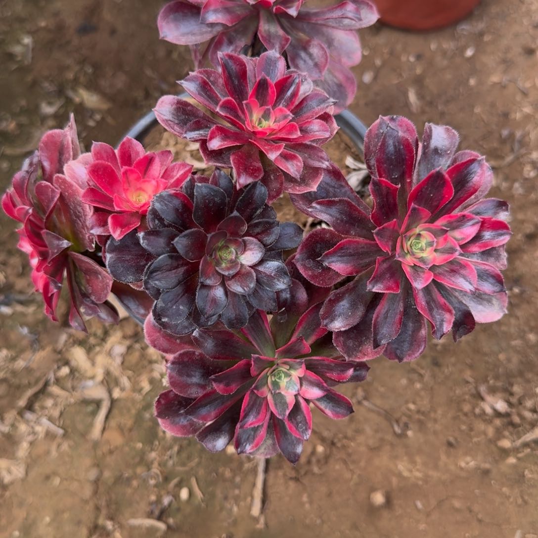 楚****售122号美杜莎清棚不包损