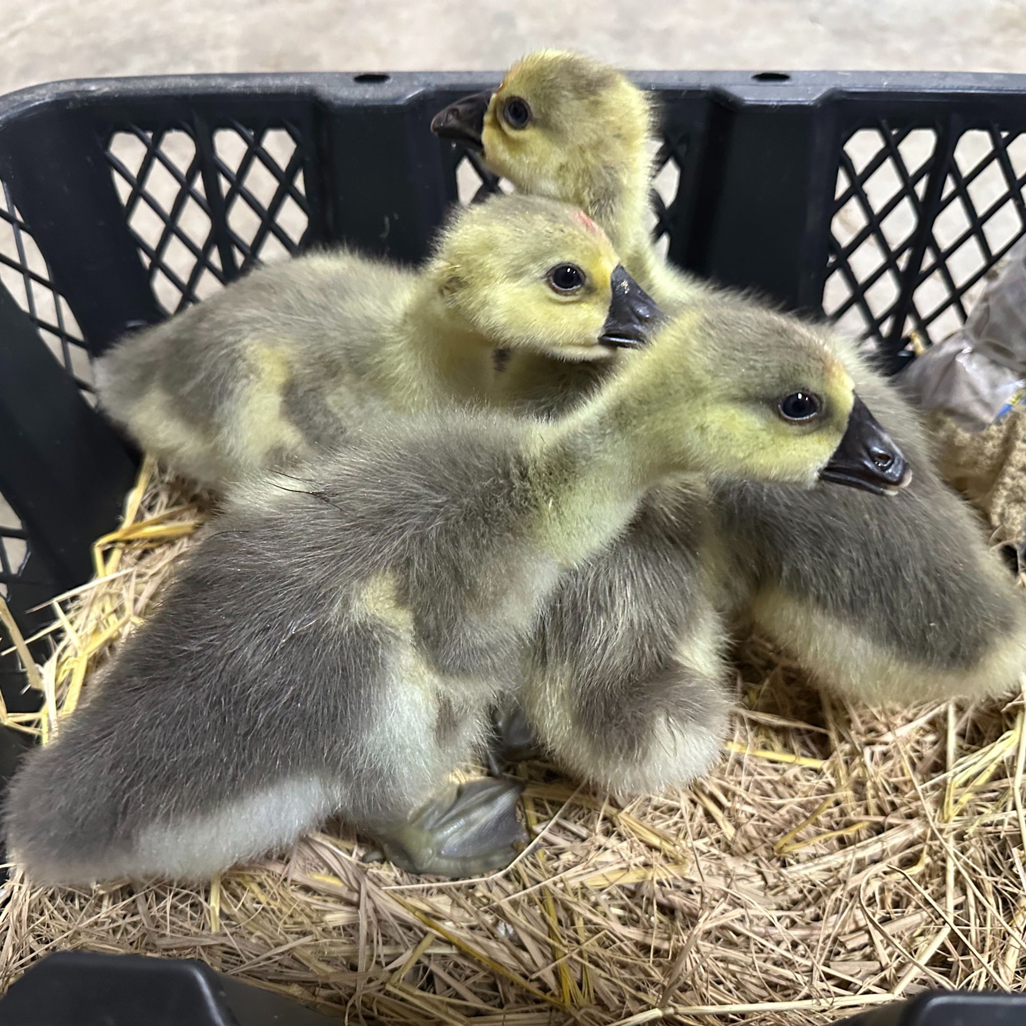 1斤（左右）小马哥（狮头）娥特大品种顺丰包邮宠物鸭鹅活体禽类