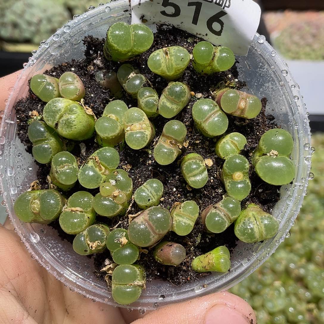 516当天凑满十八元包邮生石花