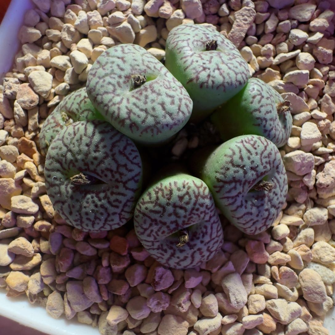 15.......多肉.......