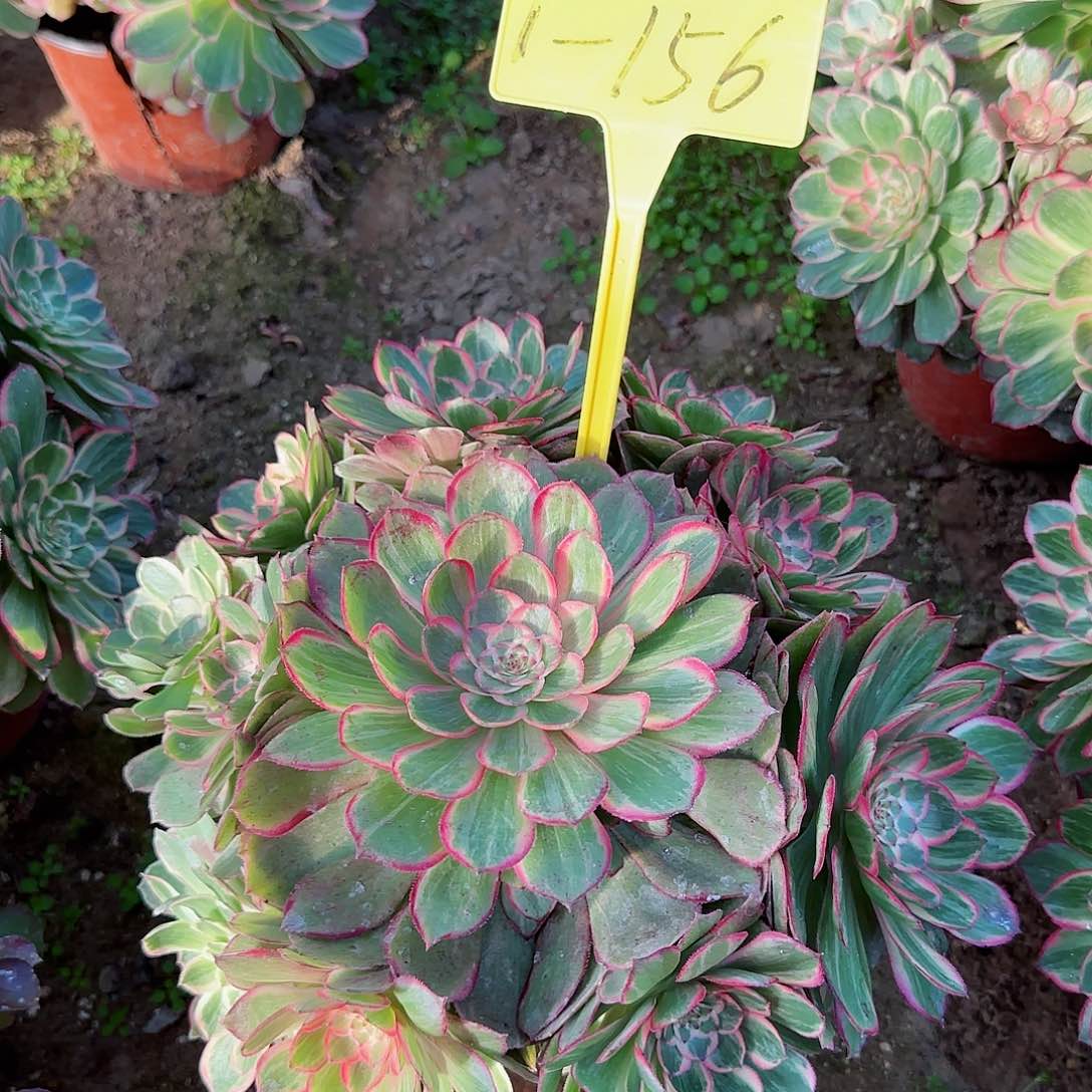 1-156---多头多肉植物