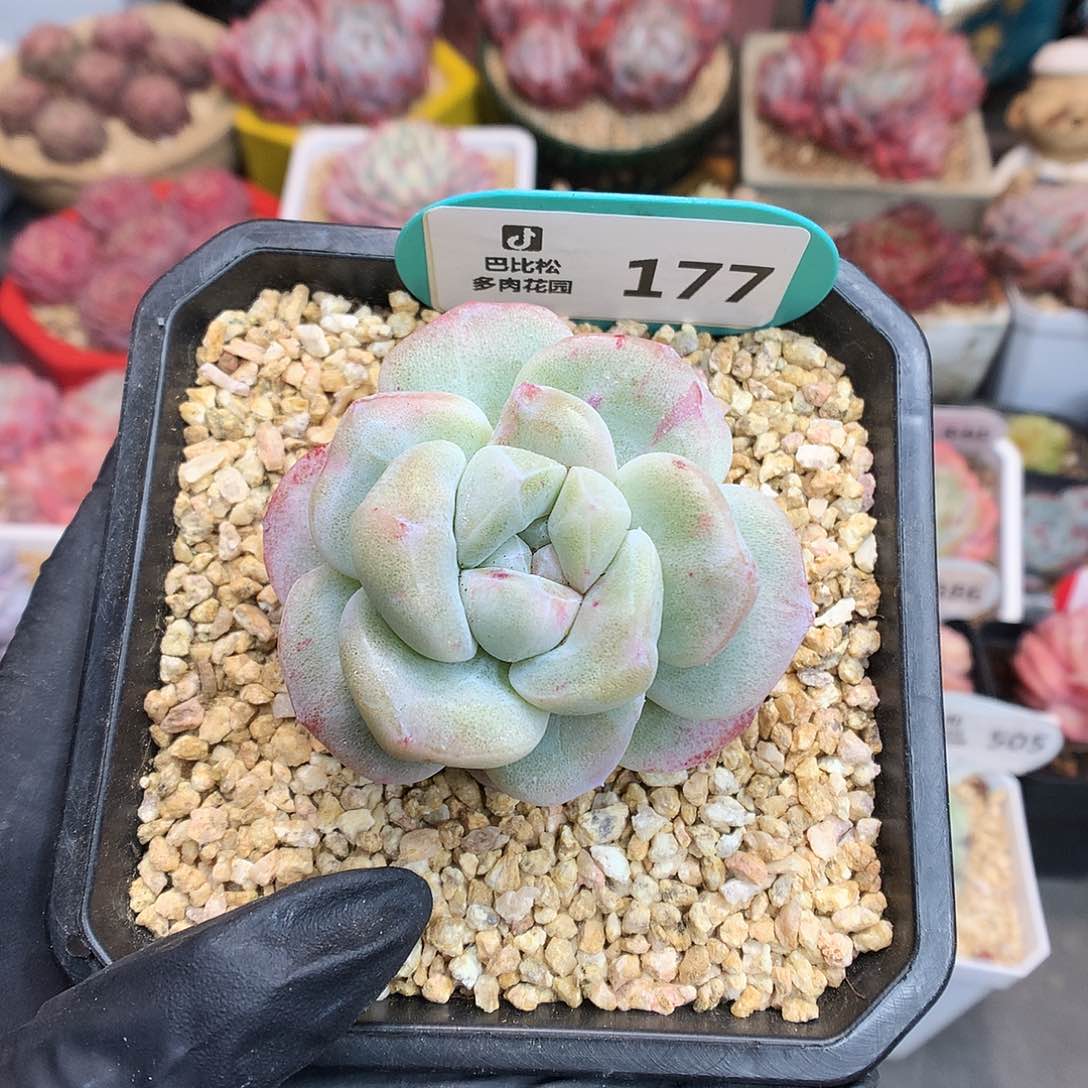 177 冰玉石化多肉