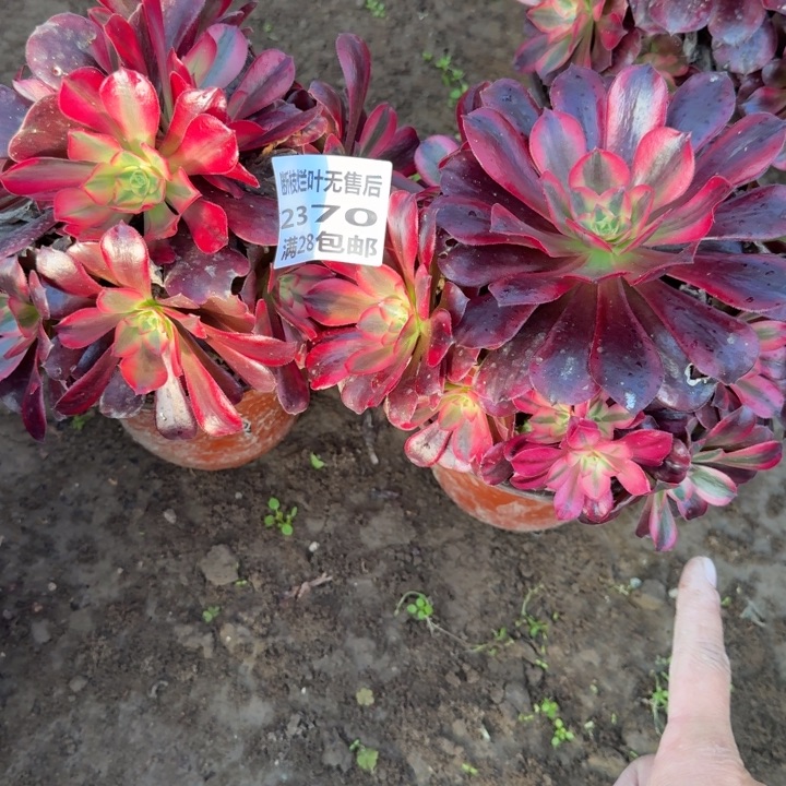 2370二号棚两个组合B